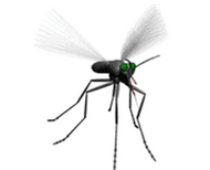 This image has an empty alt attribute; its file name is spot-mosquito.gif